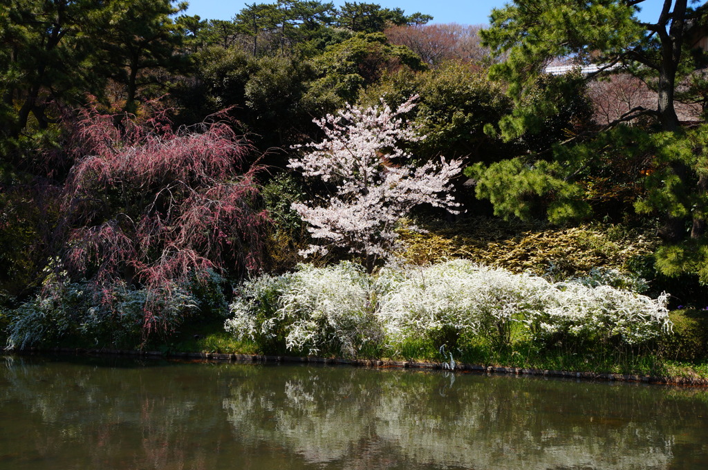 春の三溪園2