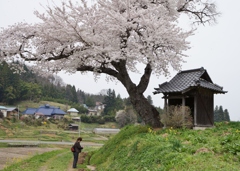 願いの桜