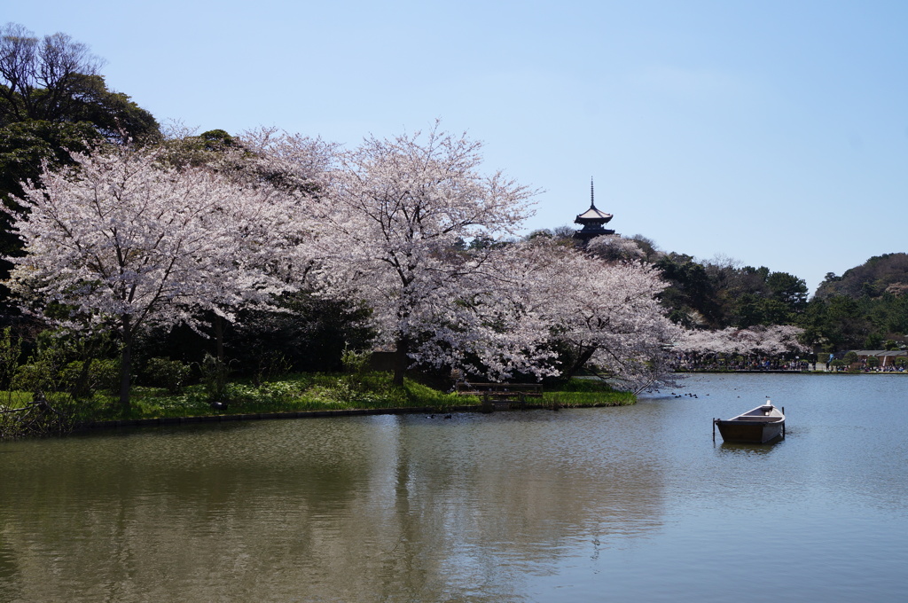 春の三溪園