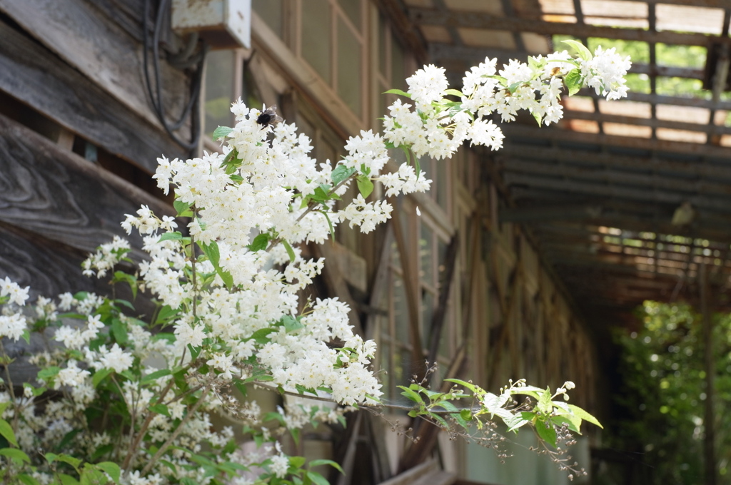 廃墟と花と