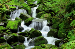 水流と深緑