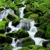 水流と深緑