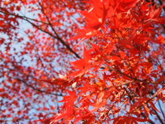 紅