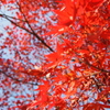 紅