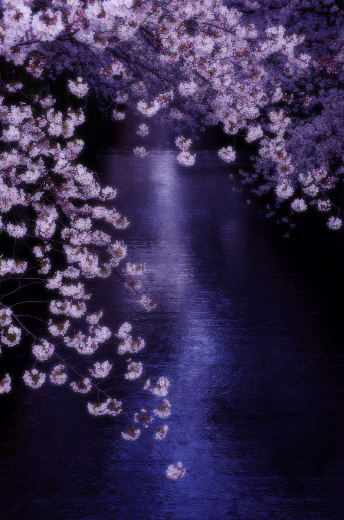 はるのゆめ