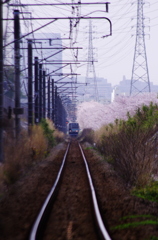 桜と列車と（撮って見たかった）