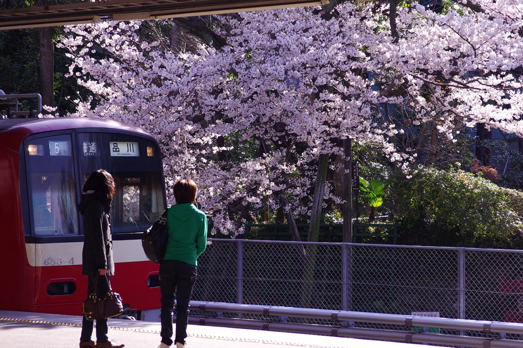 此処にも桜