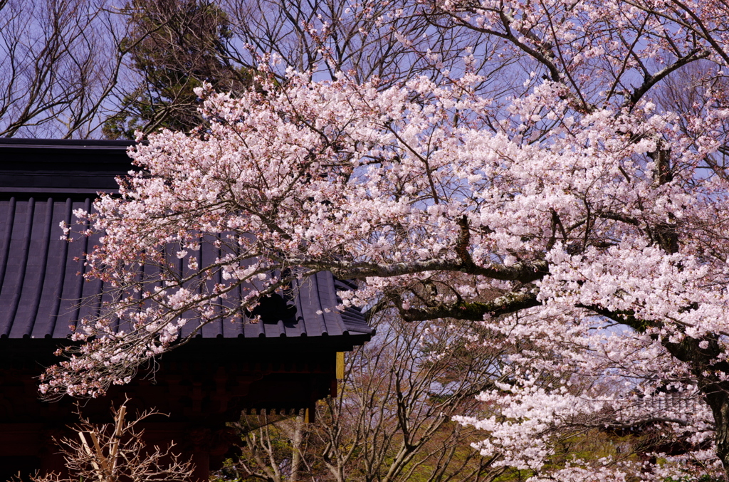 春色探し（鎌倉妙本寺）