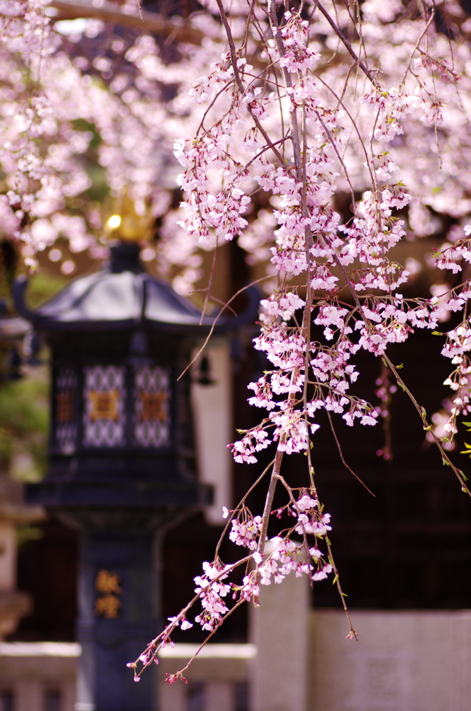 花迎え