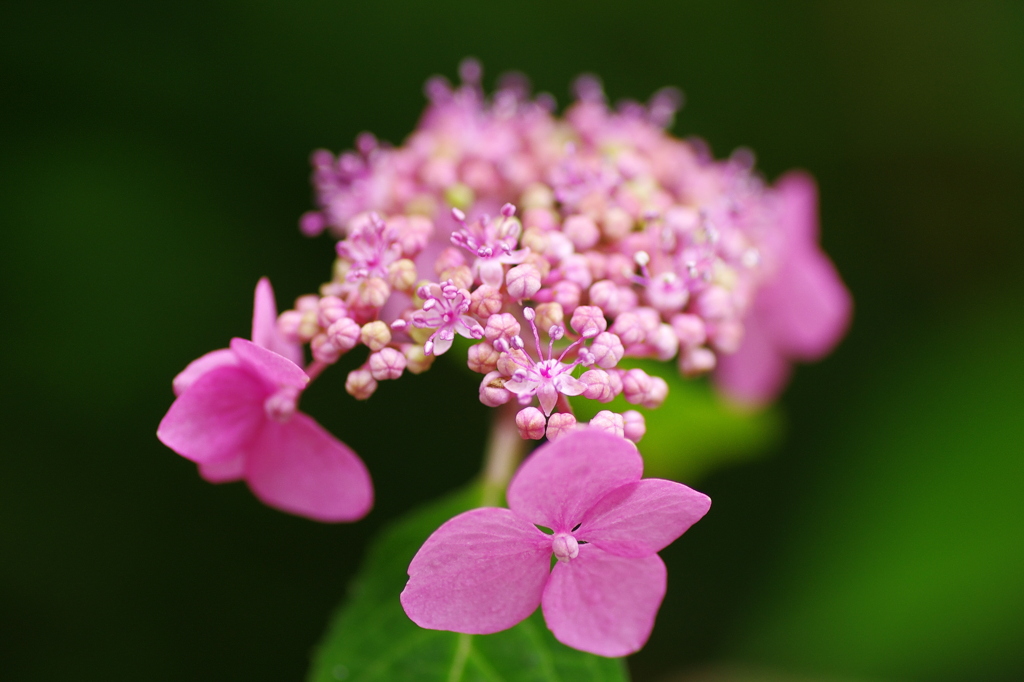夏桜