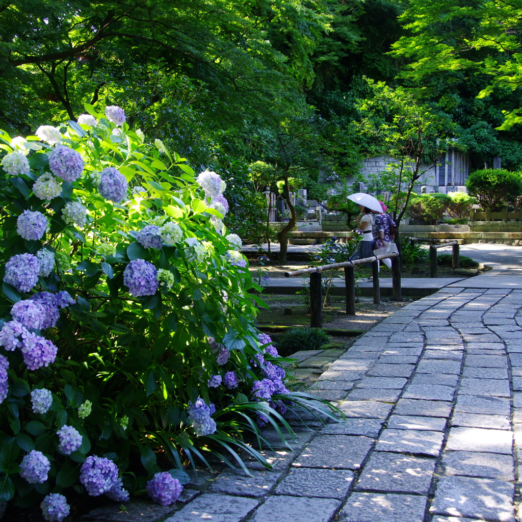 鎌倉紫陽花情報