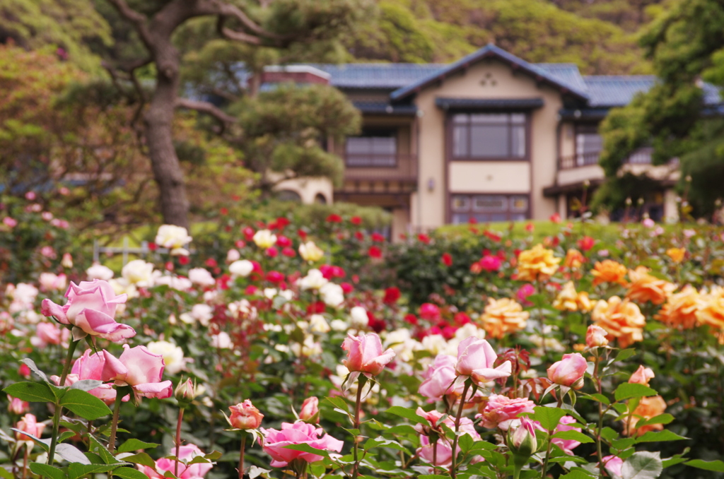 今年も咲いたね