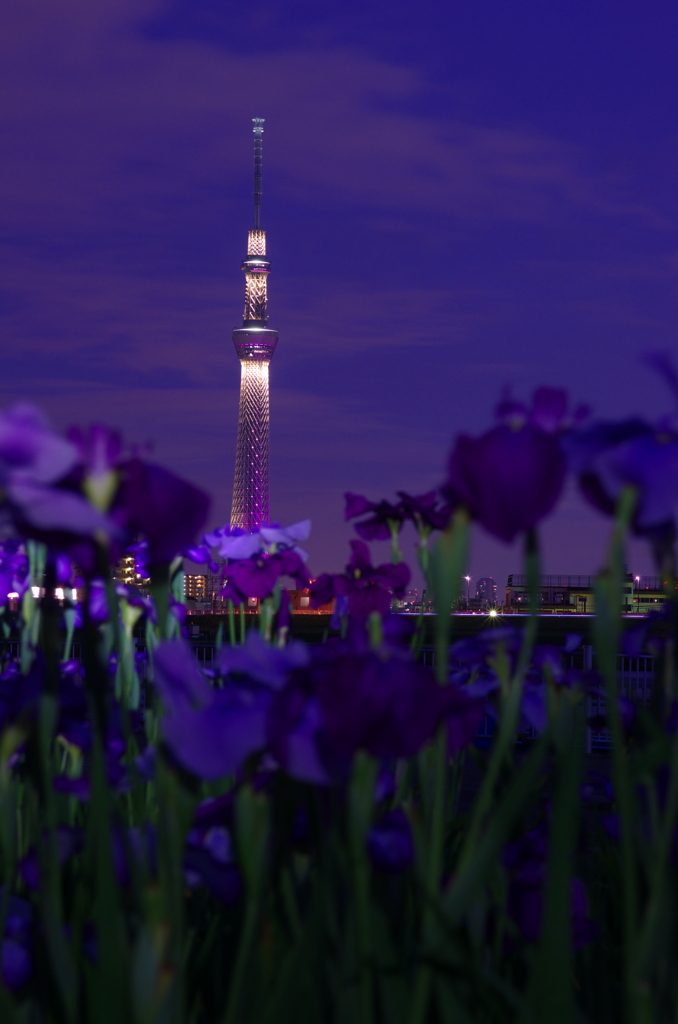 江戸の花