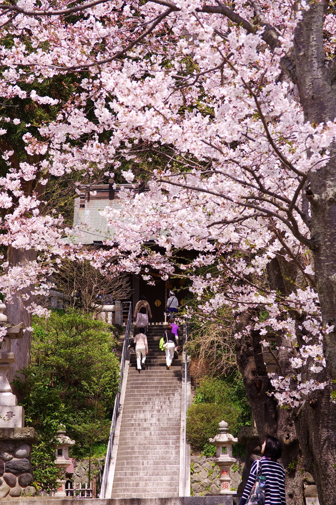 桜乙女