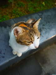 貓