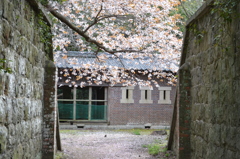 要塞に咲く桜