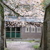 要塞に咲く桜