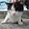 catty