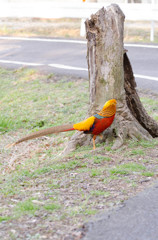 かごぬけ鳥