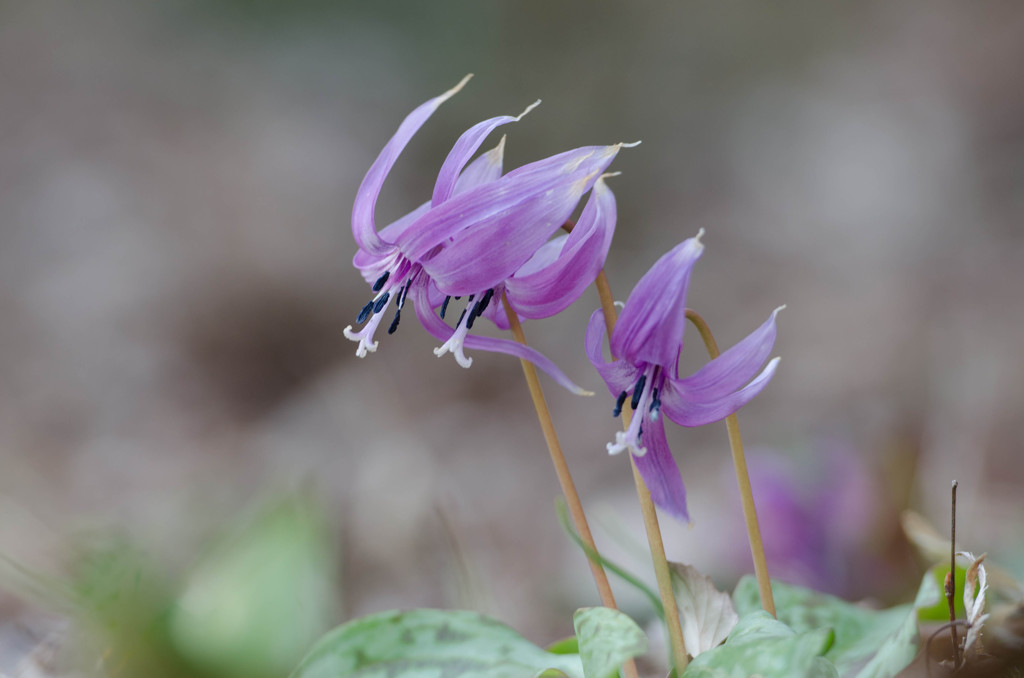 春の花