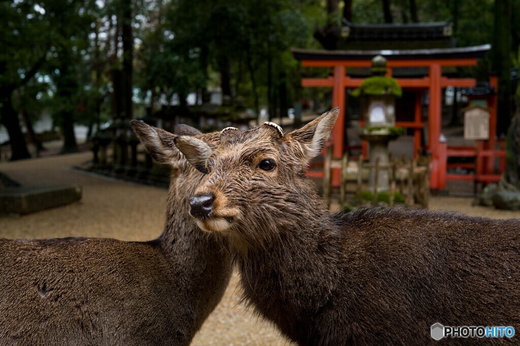 雨の奈良公園