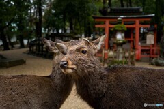 雨の奈良公園