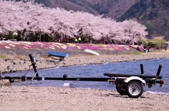 桜祭りを湖畔から