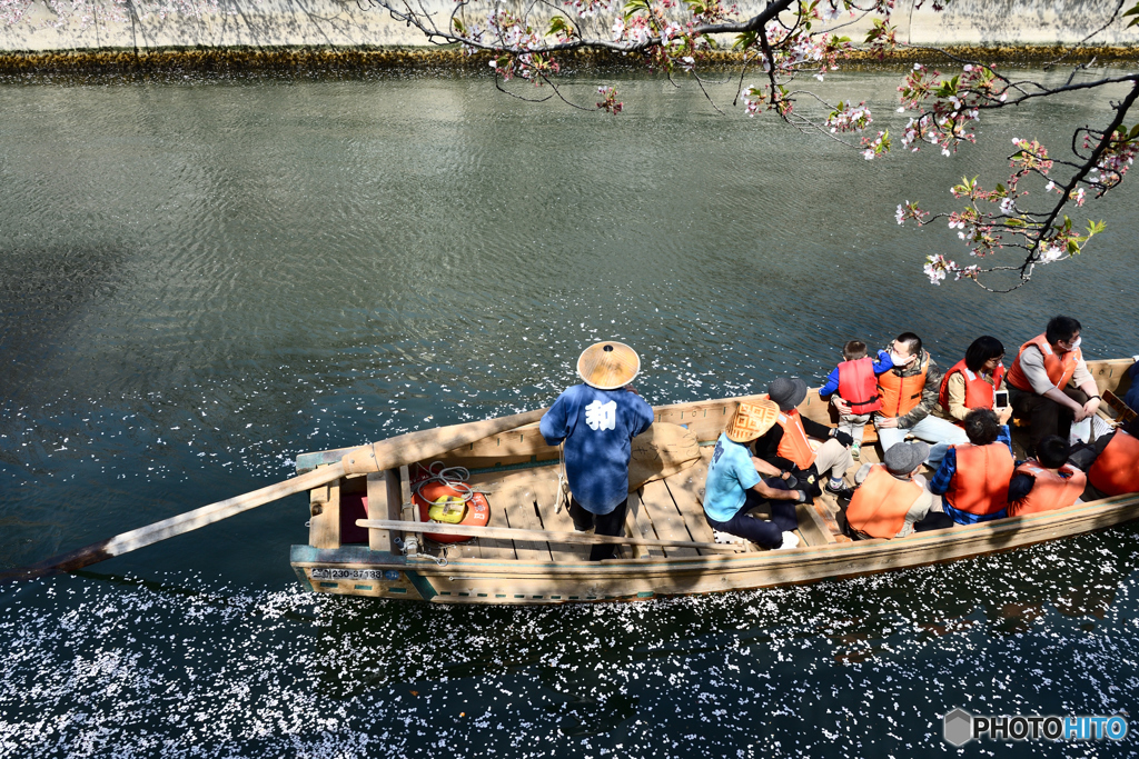 花筏を掻き分けて