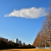 御苑の並木
