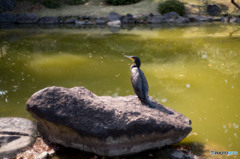 清澄庭園の住人