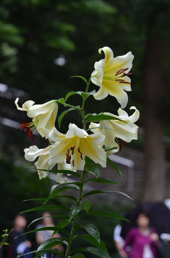 華やかな公園入口