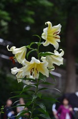 華やかな公園入口