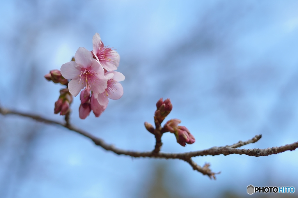 桜霞