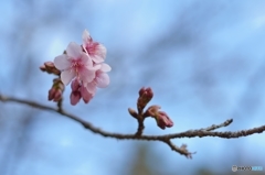 桜霞