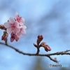 桜霞