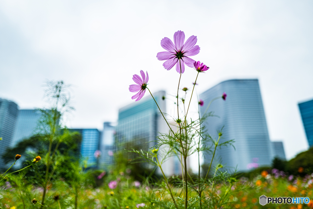 秋桜