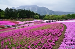 芝桜