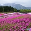 芝桜