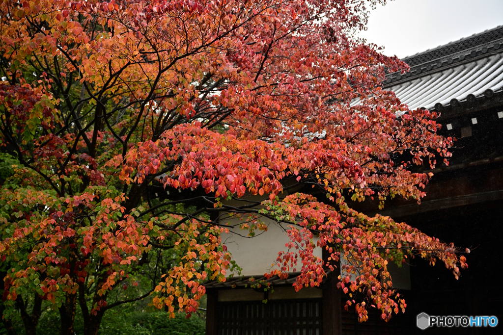 黒門を背景に