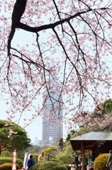 桜の木の下で