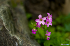 菫