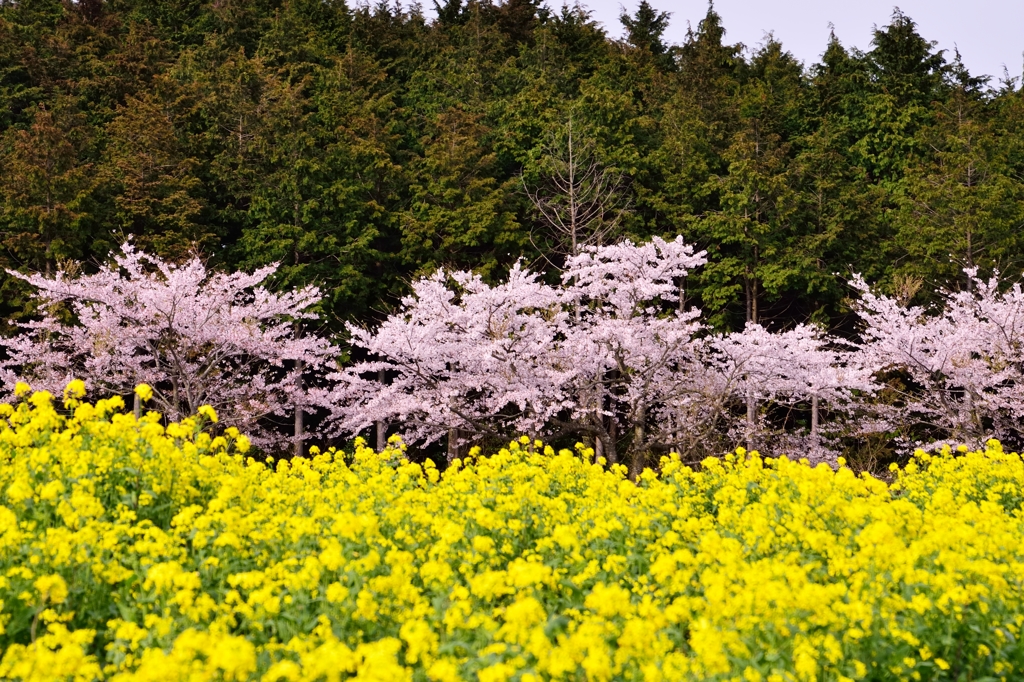 波打つ春