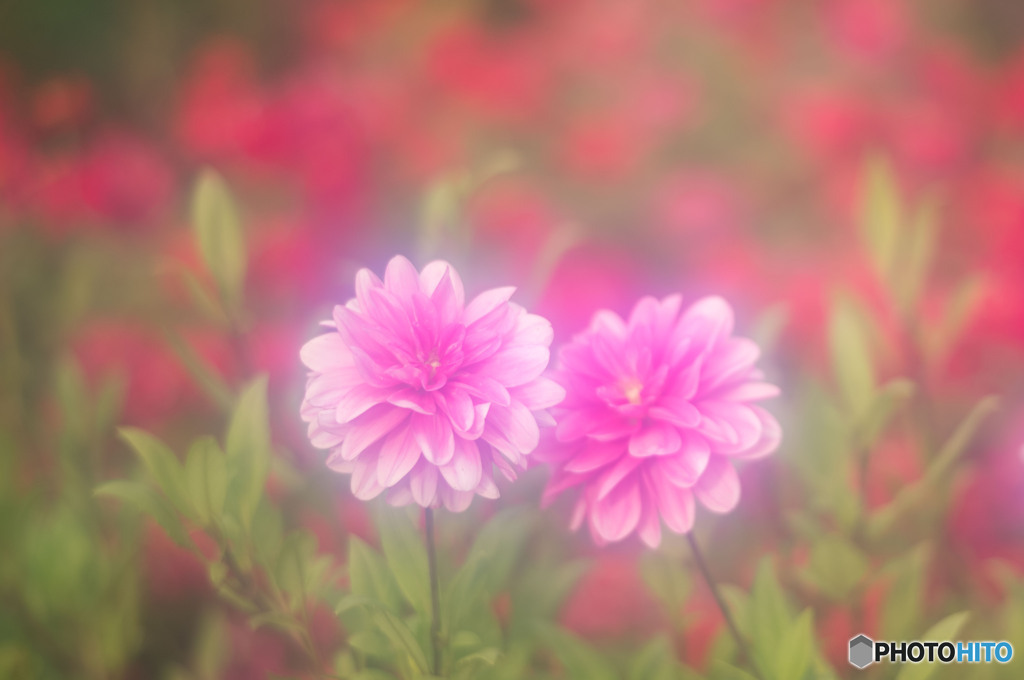 レッド＆ピンク