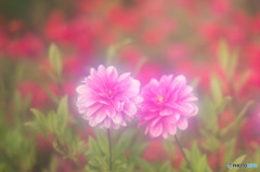 レッド＆ピンク