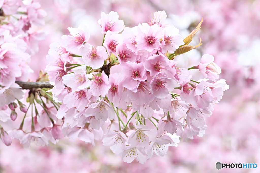 庭園の桜2