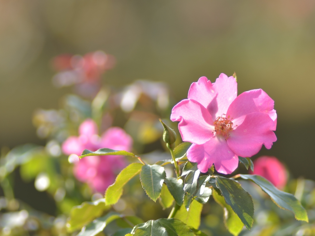 ピンク・フレンチ・レース