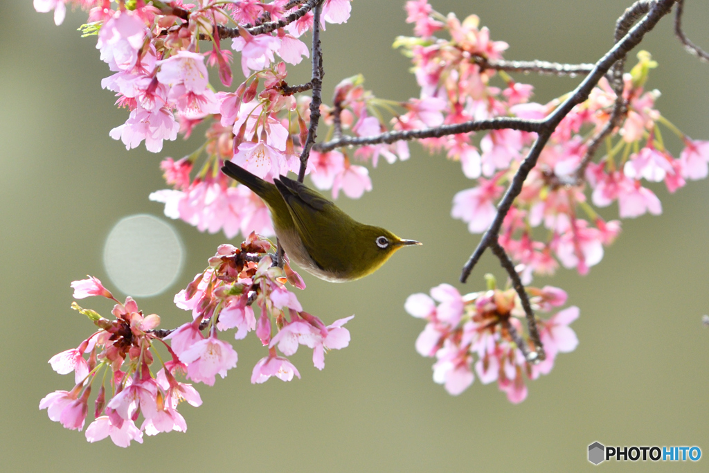 花鳥図 に