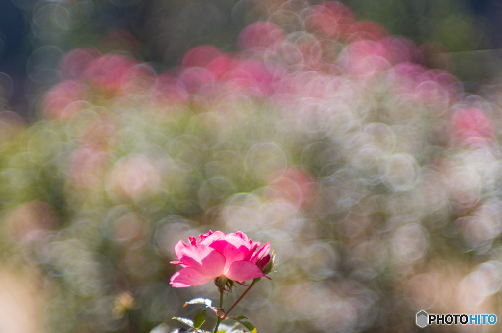 桜霞
