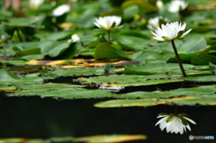 存在感のある虚像