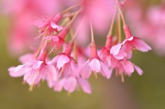 路地裏にも春